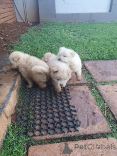 Photo №3. incroyables chiots chow chow à vendre et adoption . USA