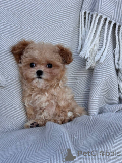 Photo №2 de l'annonce № 131739 de la vente caniche (jouet) - acheter à Italie annonce privée