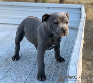 Photo №1. staffordshire bull terrier - à vendre en ville de Апелдорн | Gratuit | Annonce №123946