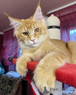 Photo №1. maine coon - à vendre en ville de Berlin | négocié | Annonce № 135409