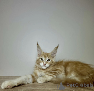 Photo №1. maine coon - à vendre en ville de Baden-Baden | 990€ | Annonce № 163723