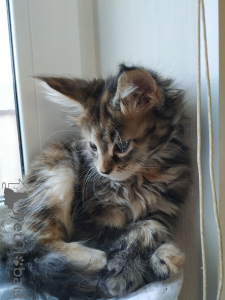 Photo №3. Maine-kun vendant des courses de races. Fédération de Russie