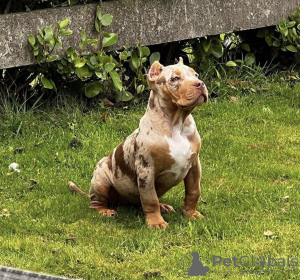 Photo №2 de l'annonce № 79574 de la vente american bully - acheter à Allemagne annonce privée