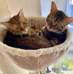 Photo №1. bengal - à vendre en ville de Überlingen | Gratuit | Annonce № 135784