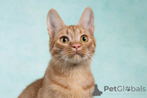 Photo №2 de l'annonce № 154292 de la vente  - acheter à Fédération de Russie annonce privée