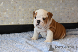 Photo №2 de l'annonce № 30196 de la vente bulldog anglais - acheter à Allemagne annonce privée, éleveur