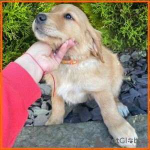 Photo №4. Je vais vendre golden retriever en ville de New Orleans. éleveur - prix - 379€