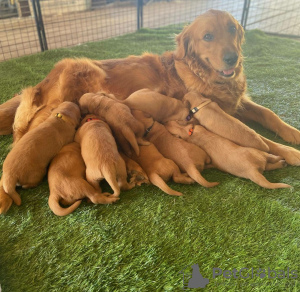 Photo №3. Golden Retriever mâle et femelle à adopter. Allemagne