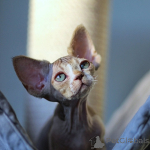 Photo №2 de l'annonce № 171387 de la vente devon rex - acheter à La Lettonie annonce privée