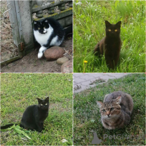 Photo №1.  - à vendre en ville de Minsk | Gratuit | Annonce № 165133