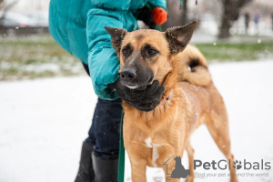 Photo №2 de l'annonce № 12788 de la vente chien bâtard - acheter à Fédération de Russie annonce privée