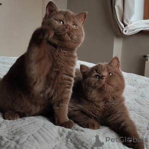 Photo №1. british shorthair - à vendre en ville de Luzerne | négocié | Annonce № 169410