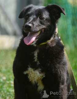 Photo №3. Gerda à la recherche de l'ami le plus fidèle.. Fédération de Russie