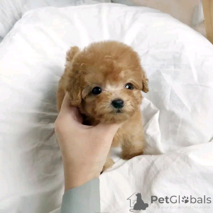 Photo №1. caniche (nain) - à vendre en ville de Berlin | négocié | Annonce №136382