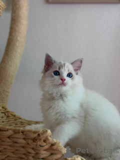 Photo №1. ragdoll - à vendre en ville de Helmond | négocié | Annonce № 170644