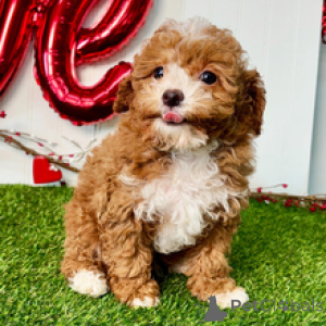 Photo №4. Je vais vendre caniche (jouet) en ville de Düsseldorf. annonce privée - prix - 350€