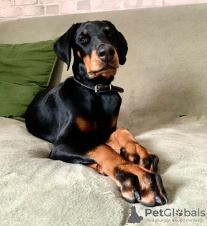 Photo №2 de l'annonce № 68695 de la vente dobermann - acheter à Italie annonce privée