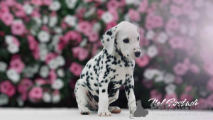 Photo №4. Je vais vendre dalmatien en ville de Tallinn. éleveur - prix - 1500€