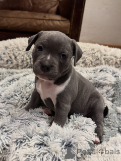 Photo №1. staffordshire bull terrier - à vendre en ville de Berlin | négocié | Annonce №153305
