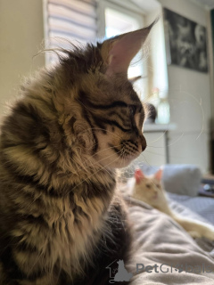 Photo №3. Adorables Gatitos Maine Coon para un nuevo hogar. Espagne