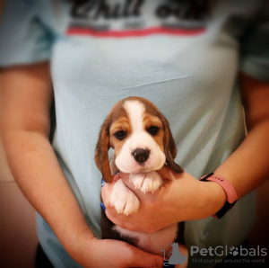 Photo №4. Je vais vendre beagle en ville de Essen. annonce privée - prix - 360€