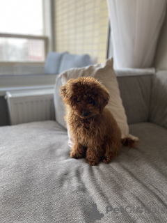 Photo №4. Je vais vendre caniche (jouet) en ville de Vienna. annonce privée - prix - négocié