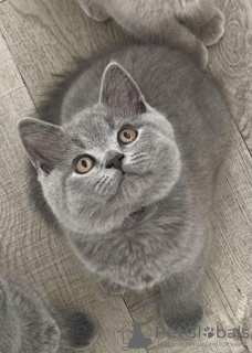 Photo №1. british shorthair - à vendre en ville de Брауншвейг | 400€ | Annonce № 119436