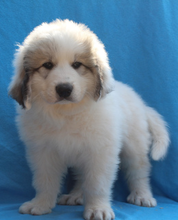 Photo №3. Les chiots du chien de montagne des Pyrénées sont proposés à la vente.. Fédération de Russie