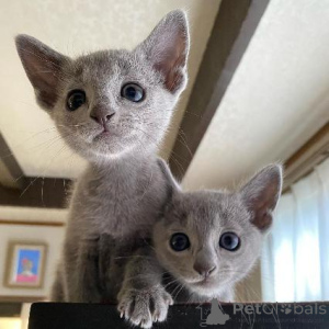 Photo №3. Chatons bleus russes les plus mignons Business Whatsapp 2295825241. Allemagne