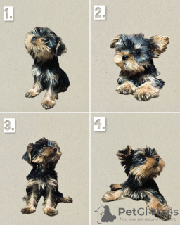 Photo №1. yorkshire terrier - à vendre en ville de Tbilissi | négocié | Annonce №63800