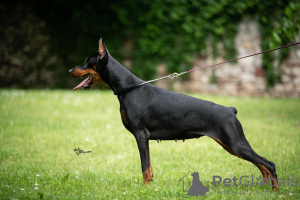 Photo №2 de l'annonce № 114771 de la vente dobermann - acheter à Serbie éleveur