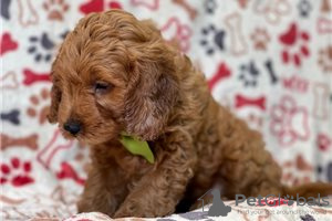 Photo №2 de l'annonce № 117872 de la vente chien bâtard - acheter à Allemagne 