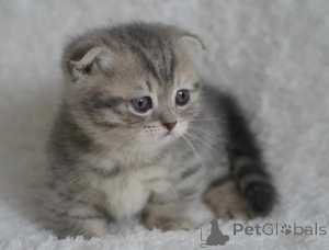 Photo №1. munchkin - à vendre en ville de Unterrschleißheim | 350€ | Annonce № 177571