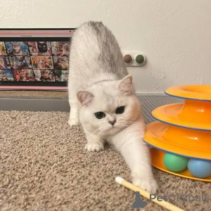 Photo №2 de l'annonce № 173816 de la vente british shorthair - acheter à La Grande-Bretagne annonce privée, éleveur