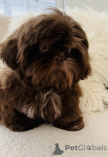 Photo №2 de l'annonce № 160287 de la vente shih tzu - acheter à USA annonce privée