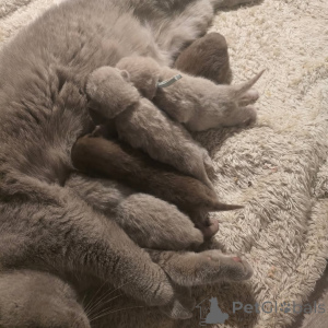 Photo №1. british shorthair - à vendre en ville de Berlin | 550€ | Annonce № 165156