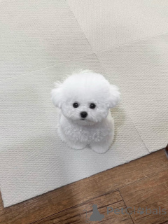 Photo №3. Chiots maltais de race pure à vendre en bonne santé, vaccinés et prêts pour de. Allemagne