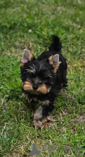 Photo №2 de l'annonce № 165607 de la vente yorkshire terrier - acheter à Pays Bas annonce privée, éleveur