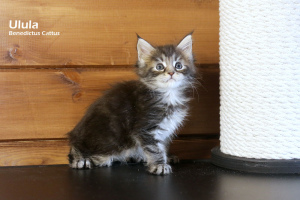 Photo №3. Maine Coon fille tortie couleur marbre. Biélorussie