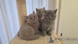 Photo №1. british shorthair - à vendre en ville de Anvers | Gratuit | Annonce № 167850