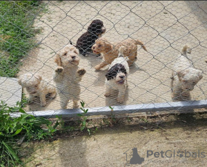 Photo №2 de l'annonce № 119569 de la vente chien bâtard - acheter à Serbie 