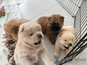 Photo №1. chow-chow - à vendre en ville de Dubai | négocié | Annonce №44684