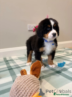 Photo №3. Chiots Bouvier Bernois. Allemagne