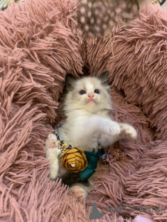 Photo №1. ragdoll - à vendre en ville de Viehausen | 375€ | Annonce № 167408
