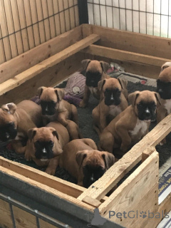 Photo №4. Je vais vendre boxer en ville de Genk. annonce privée, éleveur - prix - 650€