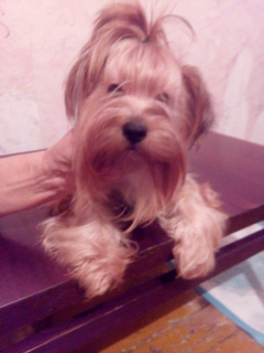 Photo №2 de l'annonce № 6588 de la vente yorkshire terrier - acheter à Ukraine annonce privée