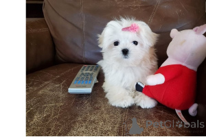 Photo №4. Je vais vendre bichon maltais en ville de Jardin.  - prix - négocié
