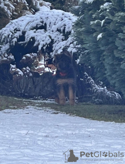 Photo №4. Je vais vendre berger allemand en ville de Olecko. annonce privée - prix - 1500€