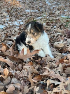 Photo №3. Drahthaar-Foxterrier-Welpen. Allemagne