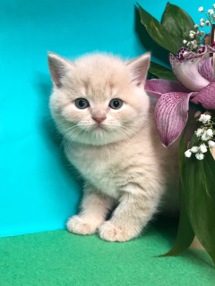 Photo №1. british shorthair - à vendre en ville de Samara | 350€ | Annonce № 6075